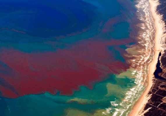 אצות רעילות הורגות את התיירות בדרום-מערב פלורידה