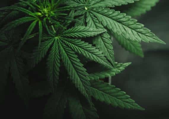 דיווח: יורש אמפריית קוקה קולה נתפס במטוסו הפרטי עם קנאביס בשווי מיליון וחצי דולר