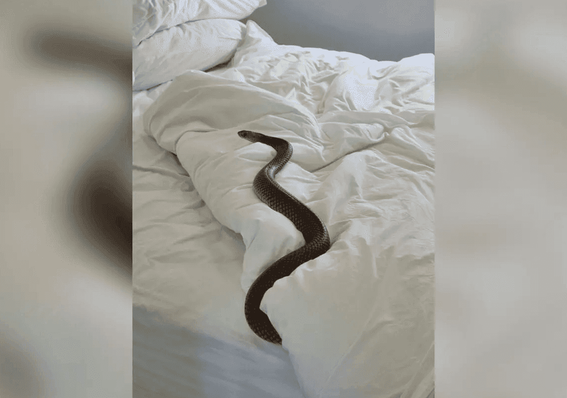 התעוררה בבוקר - ולצידה אחד מהנחשים הארסיים ביותר בעולם 