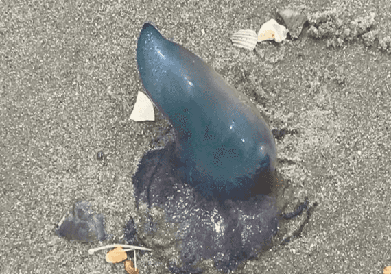 דרום קרוליינה: יצור דמוי מדוזה מציף את החופים