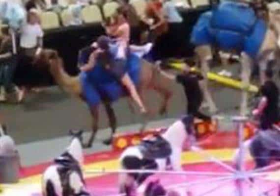 פיטסבורג: 6 ילדים נפצעו לאחר שגמל השתולל במהלך קרקס