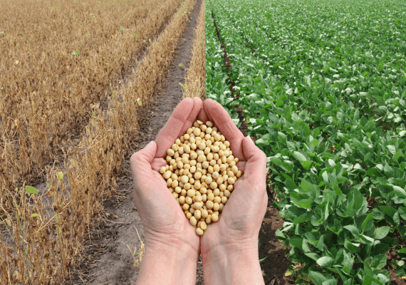 עלות מלחמת הסחר של טראמפ לחקלאי איווה: 624 מיליון דולר