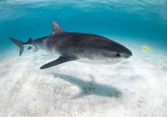 "וואו, זה עצום": כריש ענק הפתיע חבורת דייגים בים