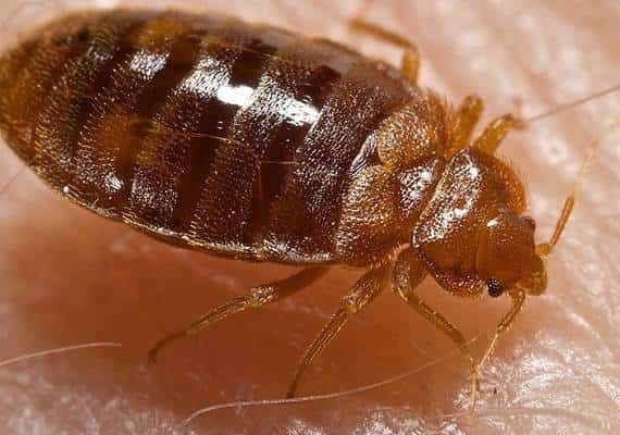 לוס אנג'לס וניו יורק בצמרת דירוג תפוצת פשפשי המיטה