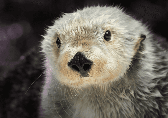 הלוטרה הפוטוגנית בגן החיות בלונג ביץ' מתה מבעיות לב