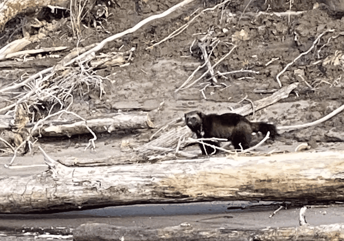 שובו של וולברין: היונק שנצפה באורגון לאחר יותר משלושה עשורים