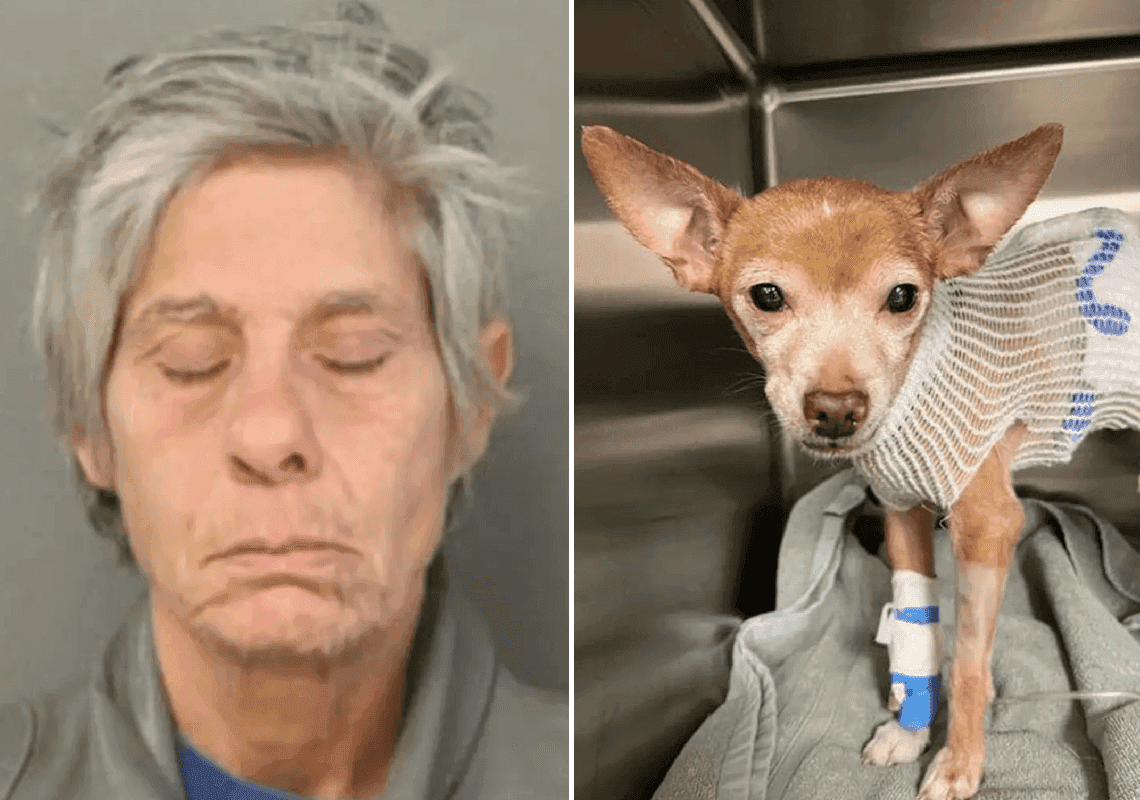 שיקגו: נערה הוציאה לטיול את הצ'יוואווה הקשיש שלה - עד שאישה התנפלה עליו ודקרה אותו מספר פעמים 