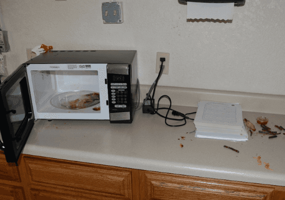 פלורידה: פרצה לתחנת משטרה ואכלה את האוכל של השוטרים