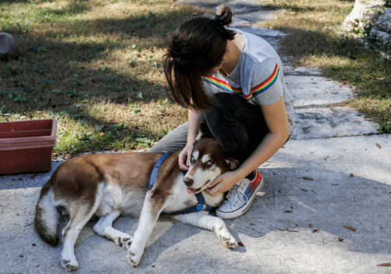 מרגש: כלב שנמלט מביתו בברוקלין לפני שנה וחצי, אותר משוטט בפלורידה