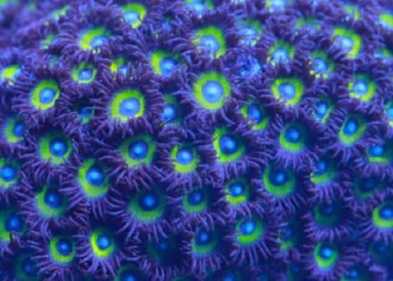 טקסס: אלמוג קישוט לאקווריום כמעט הרג משפחה שלמה