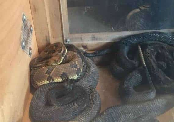 גבר מוירג'יניה נעצר לאחר שבביתו נמצאו "חיות מחמד" לא שגרתיות