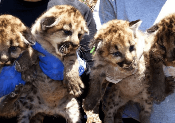 קליפורניה: נמצאו 4 גורים של פומת הרים, אבל החוקרים מודאגים בגלל ההורים