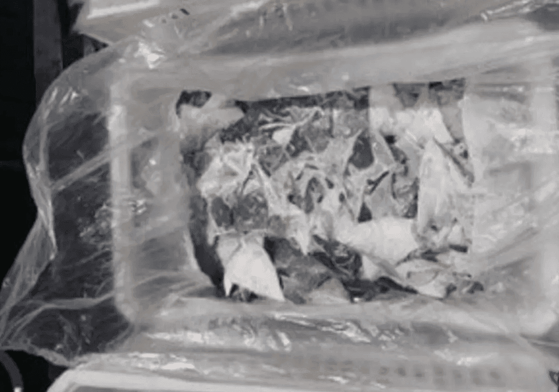 'אולי התפיסה הגדולה בהיסטוריה': אותרו כמעט 30 טון של סנפירי כרישים 