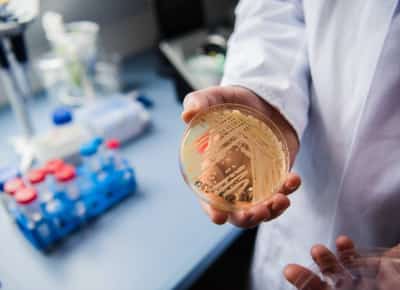 פטרייה קטלנית ועמידה לתרופות תוקפת את קליפורניה: 7,000 נדבקו ב-2025 ואין תרופה