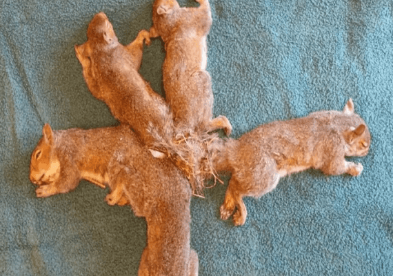 ויסקונסין: חמישה סנאים נקשרו בזנבותיהם והוצלו על ידי פעילים למען בעלי חיים