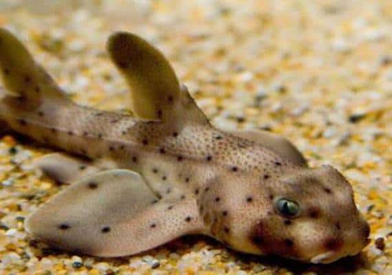 זה תינוק בעגלה? לא, זה כריש גנוב. אירוע מוזר בסן אנטוניו