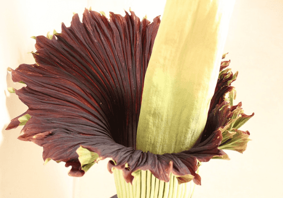 תושבי לוס אנג'לס לא מוכנים לפספס את הפריחה הנדירה וגם המסריחה במיוחד