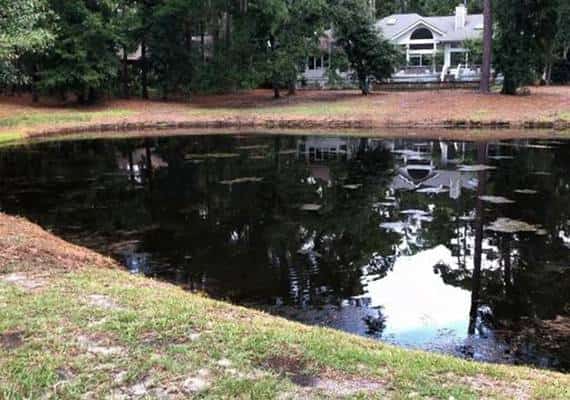 דרום קרוליינה: תנין הרג אישה בזמן שטיילה עם הכלב