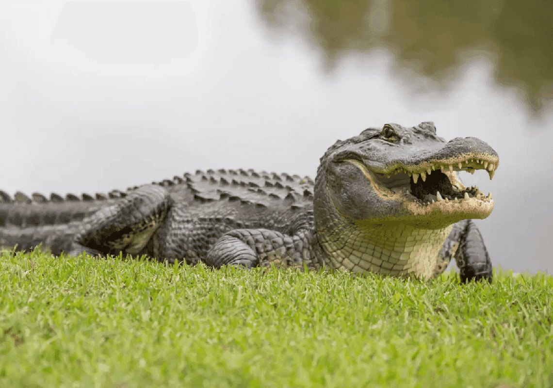 קרוליינה הדרומית: תנין הרג קשישה בת 88 – לאחר שהחליקה למקור מים טבעי 