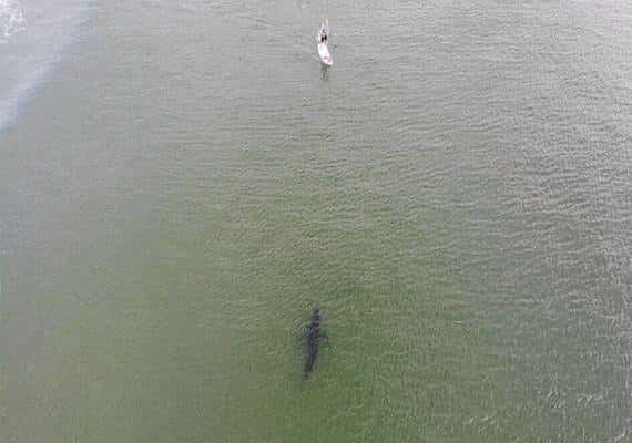 מסצ'וסטס: כטב"ם תיעד את סיוטו של כל גולש