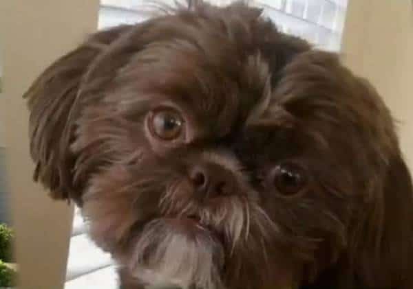 מחריד: הכלבה הבריאה נרצחה ונשרפה כדי להיקבר עם הבעלים