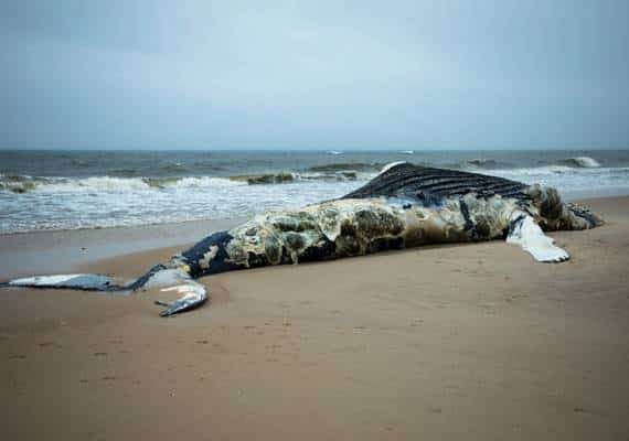 הבקשה המשונה של וושינגטון: קוראת לתושבים לשמור על לוויתנים מתים