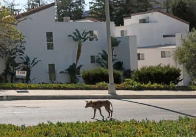 בין סנטה מוניקה לפסדינה: יותר ויותר תושבים בדרום קליפורניה מדווחים על זאבי ערבות בשכונות