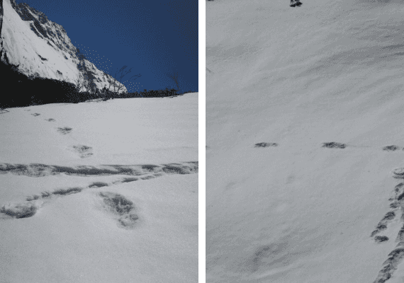 הצבא הודיע כי מצא ראיות לקיומו של יטי איש השלג - והפך לבדיחה ברשת