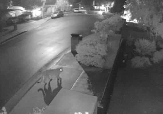 תושבי טרזנה נדרשים לשמור על עירנות: פומה נצפתה משוטטת ברחובות השכונה