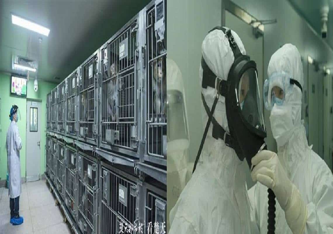 נחשף! מדענים בווהאן תכננו לשחרר נגיפי קורונה חודרי עור המכילים חלבוני ספייק לטבע כ-18 חודשים לפני המגיפה