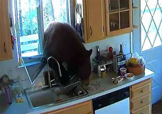 פורץ במשקל כבד: דב לא עמד בפיתוי של שוקולד שהושאר לבד במטבח