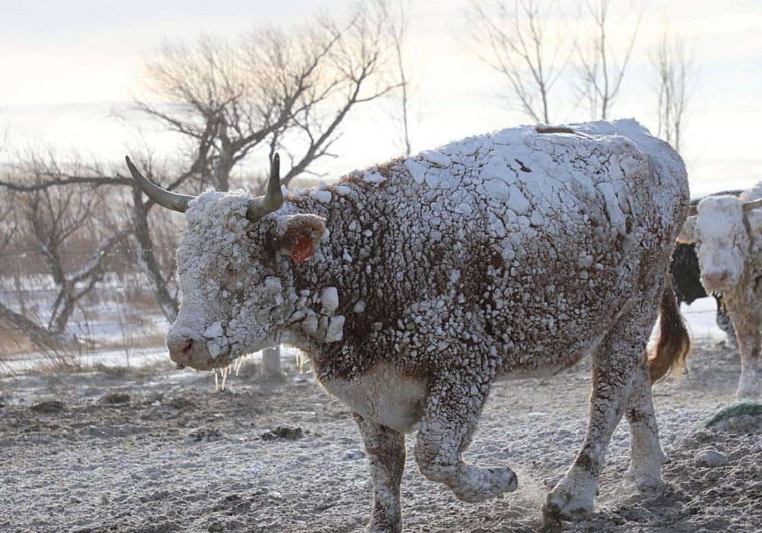 3,000 ביטולי טיסות משבשים את חג המולד‏, 150 מיליון אמריקאים תחת התרעות מזג אוויר, - חג המולד הקר מזה 40 שנה!