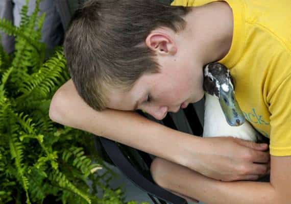 מרגש: כך פעלה מועצת העיר כדי לאפשר לנער הסובל מאוטיזם להמשיך לגדל ברווזים