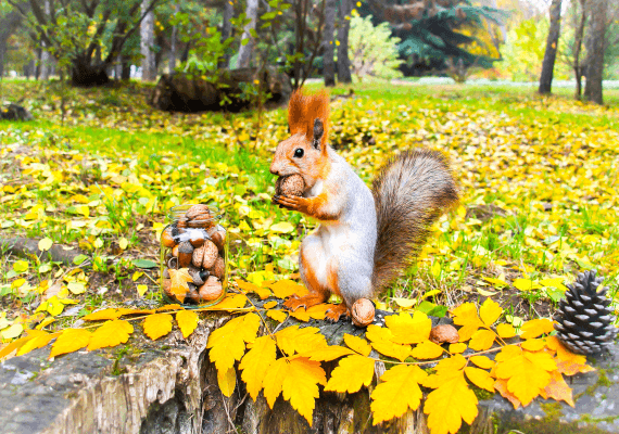 חשבתם להביא חיית תמיכה רגשית לטיסה? אל תביאו סנאי