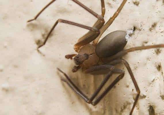 חלום בלהות: התעוררה לצד עשרות עכבישים בחדר השינה