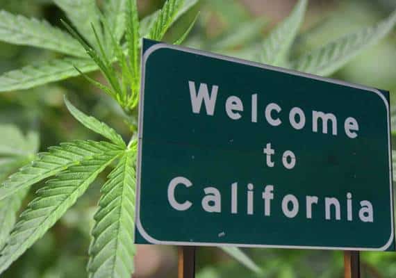 לגליזצית המריחואנה בקליפורניה- התובע הכללי ממשיך להתנגד
