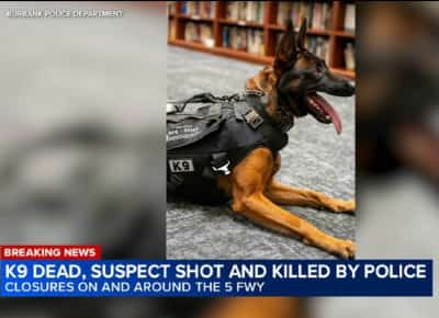 ירי קטלני בסן פרננדו ואלי: כלב משטרתי נהרג במהלך מרדף בבורבנק