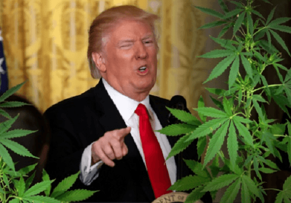 טראמפ: סביר שאתמוך בביטול האיסור הפדרלי על מריחואנה