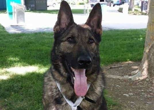 עוד מחדל של יונייטד איירליינס:  הטיסה בטעות כלב ליפן 