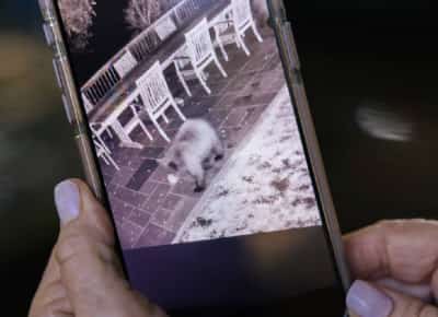 לוס אנג'לס: מגה־סטארית עם פרווה - הדובה שגילתה שסושי קוי ובריכות אינפיניטי זה יותר כיף מהיער