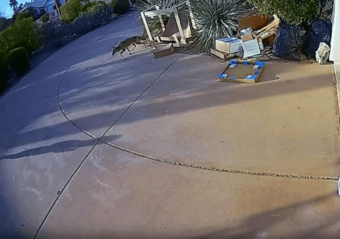 רגעי אימה שנקלטו במצלמה: זאב ערבות יוצא מהשיחים - ומתנפל על פעוט כבן שנתיים 