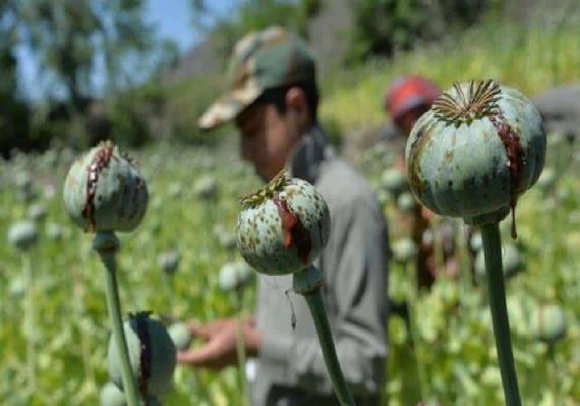 "83% מההרואין בעולם" - מסע בארץ הסם, האם הטלביאן יביא לסוף עידן ההרואין?