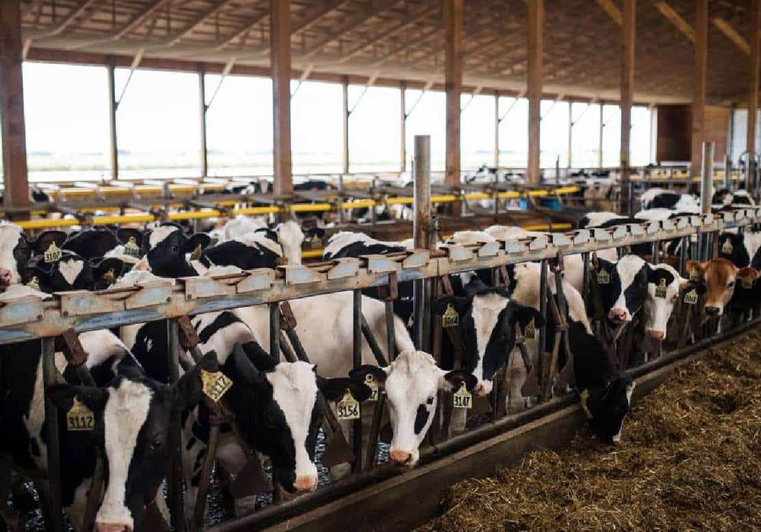 סדר עולמי חדש: הסוד האפל מאחורי מאבק האליטות נגד מוצרי בשר וחלב