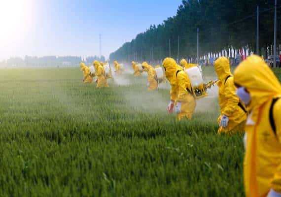 אוכל בריא? אלה הירקות והפירות הנקיים והמזוהמים ביותר בחומרי הדברה