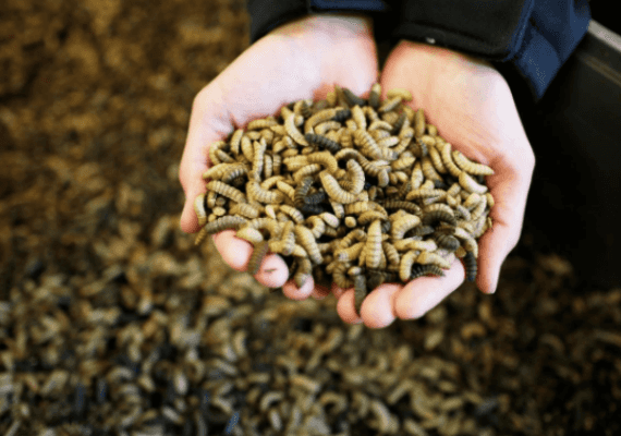 בתיאבון? בגלל שינויים באקלים ובעלויות - בעולם מגדלים חוות חרקים למאכל