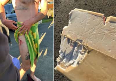 קליפורניה רושמת שיא מדאיג: מספר תקריות הכרישים הגבוה ביותר שנרשם אי פעם