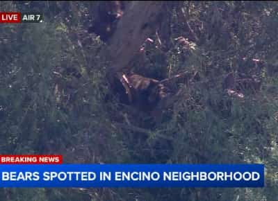 לוס אנג'לס: שכנים חדשים בסן פרננדו וואלי - ארבעה דובים תפסו תנומה על ענף עץ בשכונה באנסינו