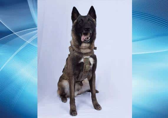 "מת כמו כלב" בזכות כלב: הכירו את אחד הגורמים לחיסול מנהיג דאע"ש 