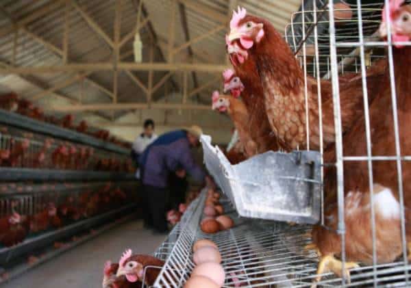 קורונה? מדענים מזהירים משפעת עופות אפוקליפטית העלולה למחוק מחצית מהאנושות: "הציוויליזציה הידועה והמוכרת תחוסל"