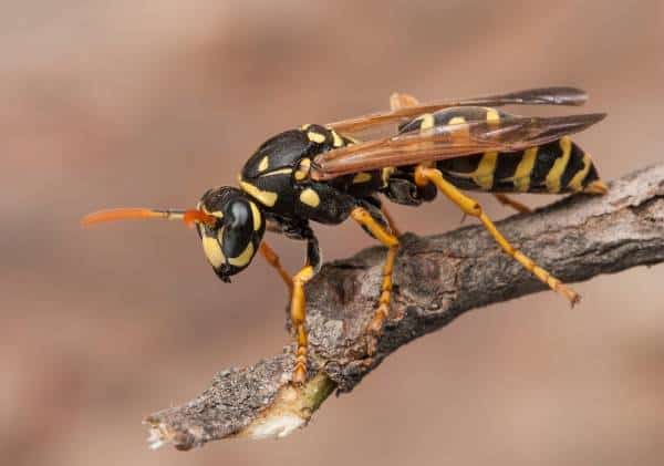 דוור מת לאחר שנעקץ על ידי להקת צרעות